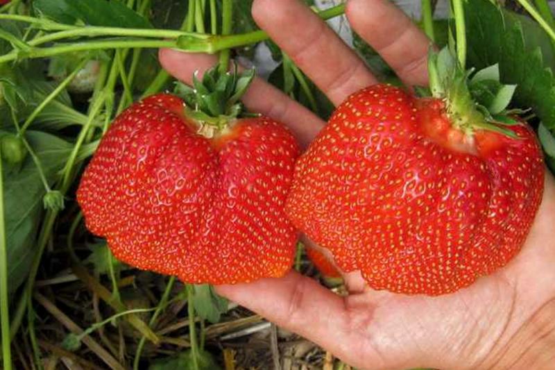 Рассада клубники (Фриго)