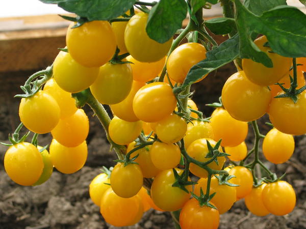 Томат "Карамель желтая F1" (Седек) недорого в Хабаровске