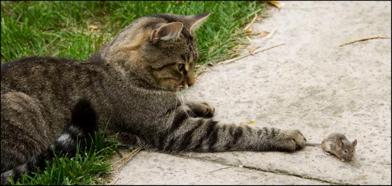 Грызуны в теплице. Как бороться?