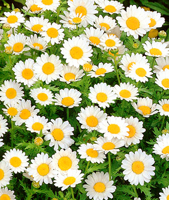 Хризантема "Снегурочка" (Поиск) недорого в Хабаровске