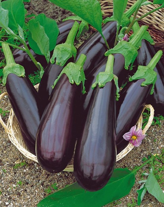 Баклажан "Рома" F1 (10шт) недорого в Хабаровске