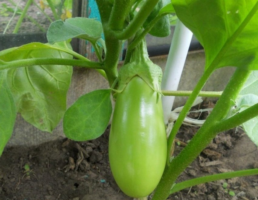 Баклажан "Изумруд F1" (Седек) недорого в Хабаровске