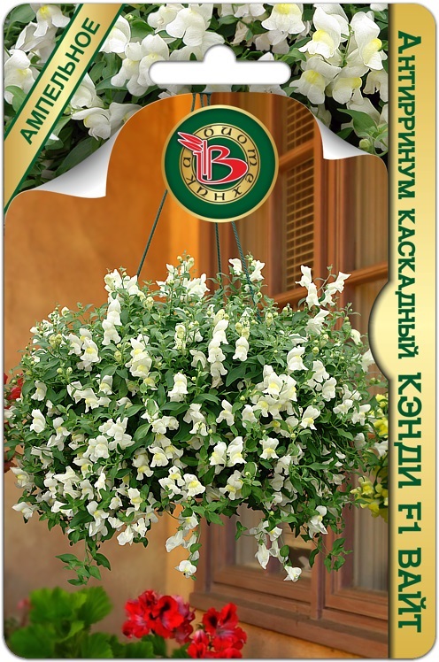 Антирринум "Кэнди Вайт" каскад, F1, 5шт недорого в Хабаровске