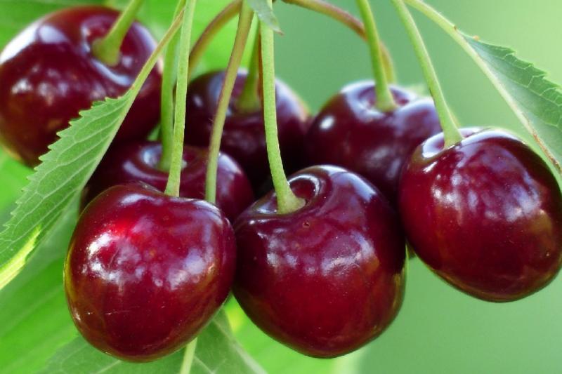 Саженцы плодовых и ягодных культур