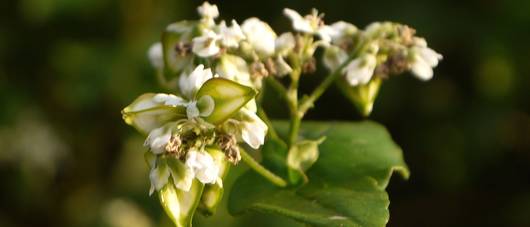 Сидерат "Гречиха обыкновенная" 0,5кг недорого в Хабаровске