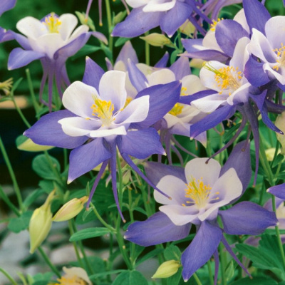 Аквилегия Голубая звезда (Аэлита) недорого в Хабаровске