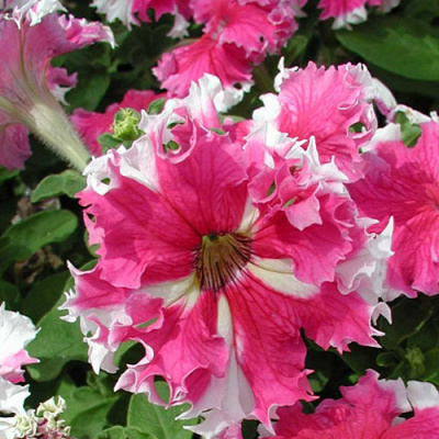 Петуния "Мисс Вселенная" F1, смесь (Премиум) недорого в Хабаровске