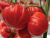 Томат "Сарра" F1 (5шт) недорого в Хабаровске