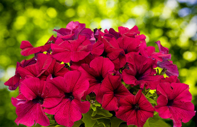 Петуния "Дримс" (Премиум) недорого в Хабаровске