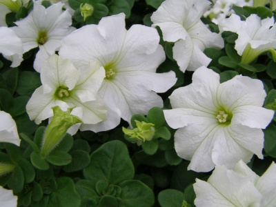 Петуния "Дримс" (Премиум) недорого в Хабаровске